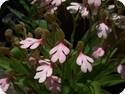Habenaria rhodocheila Pink